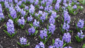 Closeup view 4k stock video footage of many beautiful fresh purple or blue hyacinth flowers growing and blooming on lawn of park or garden outdoor. Springtime season