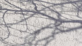 Grey silhouettes of bare spring branches without leaves reflected on light surface. Abstract natural shadows overlay white texture background for product presentation. Creative 4k stock video backdrop