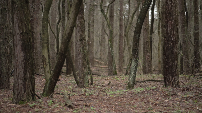 The girl walks alone in the spring forest. In the spring it is a cloudy day, there are no foxes on the trees and no grass grows. The child walks in the park in cloudy weather.
