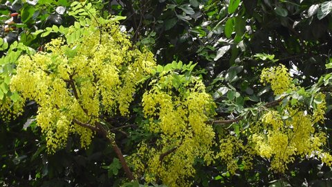 Yellow cassia fistula flowers known as the golden rain tree is full of blooming on a green tree. Yellow flower green background. 4k Video.