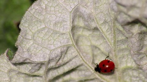 Cute little ladybug with red wings and black dots warming up in the sun before hunting louses as louse hunter and organic pest control for garden lovers and organic agriculture as beneficial insect