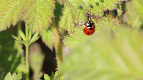 Cute little ladybug with red wings and black dots warming up in the sun before hunting louses as louse hunter and organic pest control for garden lovers and organic agriculture as beneficial insect