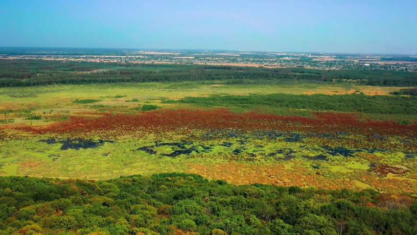 Swamp forest with green water in hot summer day