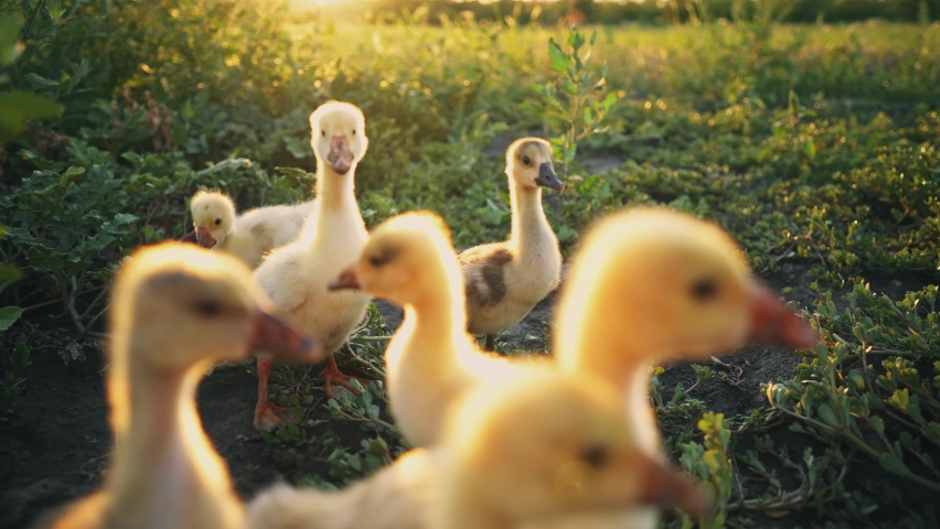 Goslings nibble the grass on the green lawn. Poultry in the backyard. Cubs of geese in the pasture in the rays of the rising sun. Poultry keeping. Goose breeding farm. Farming.	