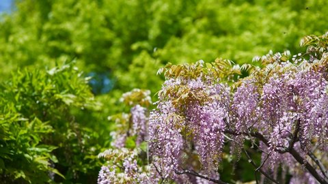 Fresh green trees and wisteria flowers in full bloom.