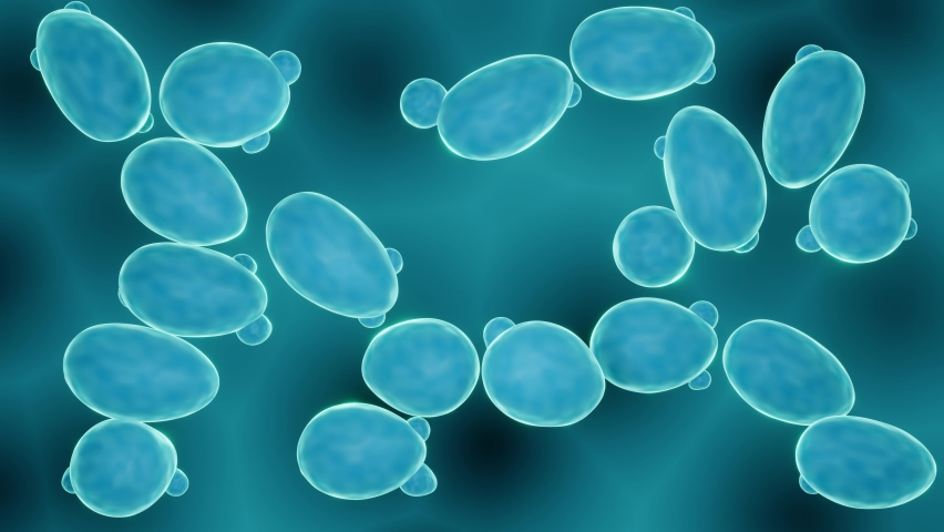 Budding probiotic yeasts, saccharomyces cerevisiae, boulardii | Shutterstock HD Video #1071290281