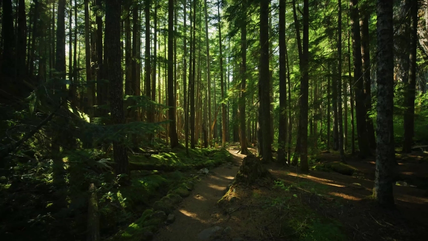 Mysterious Dark Forest, Sun Rays Between Trees, Creek, Trail, Nature, Park