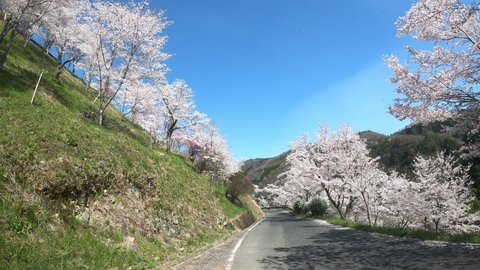 Cherry blossom spot, Miyasumi Park, spring, cherry blossoms in full bloom