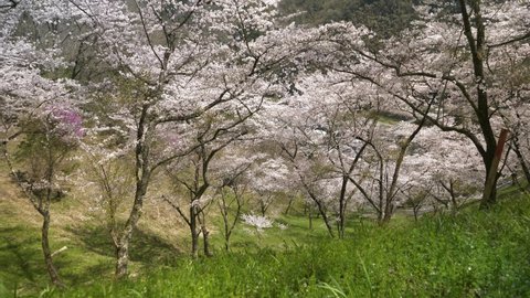 Cherry blossom spot, Miyasumi Park, spring, cherry blossoms in full bloom