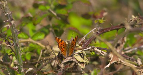 Comma butterfly CINEMAGRAPH thorn bush orange wings beating