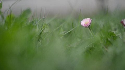 Close up clover flower. Windy sunny summer day. The red clover blooms beautifully from the flower. Clover Flowers 4k