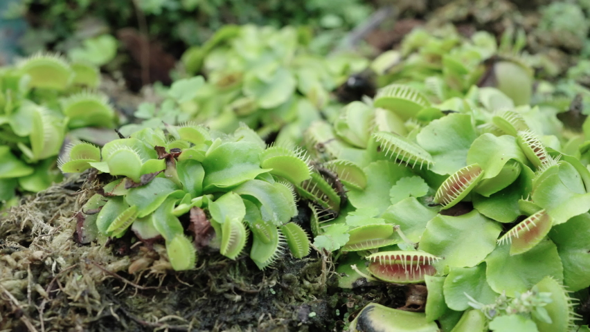 Venus flytrap is a predatory plant that traps and digests its prey, mostly insects and arachnids. The flytrap has a hinged trap structure divided into 2 cloves