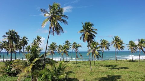 Salvador, Bahia, Brazil. Panorama landscape of caribbean palm trees. Coastal beach palm trees. Caribbean scene. Caribbean landscape. Palm trees beach landscape. Palm trees in caribbean scenery.