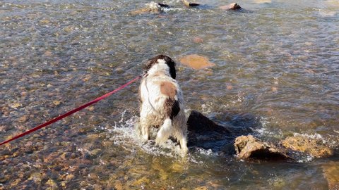The brown English Springer Spaniel runs over the rocks in the stream.
Hunting trained dog. 