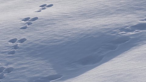 Snow Hare footprints on snow in the mountain