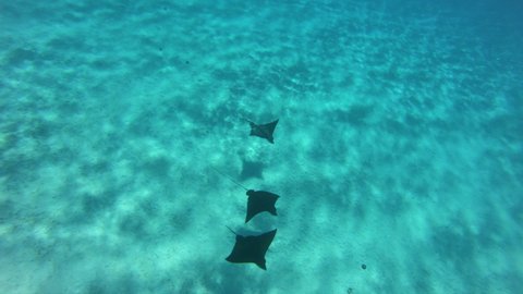 French Polynesia Eagle Rays underwater video from coral reef lagoon, Pacific Ocean. Marine life, fish, eagle ray, and sharks from snorkeling and diving travel vacation cruise ship adventure in Tahiti