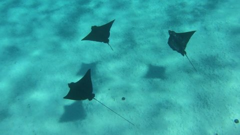 Eagle Rays underwater video from French Polynesia Tahiti in coral reef lagoon, Pacific Ocean. Marine life, fish, eagle ray, and sharks from snorkeling and diving travel vacation cruise ship adventure