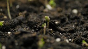 A seedling growing from the dirt time lapse video. Green healthy food with vitamins.