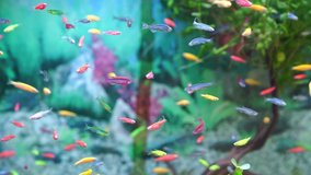 small multi-colored fish swim in the aquarium. Pets. meditation. pet shop.