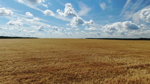 Aerial View of Wheat Field on Sunny Summer Day