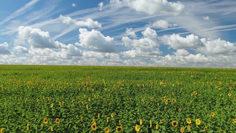 Aerial Flight Over Sunflower Field on Sunny Summer Day