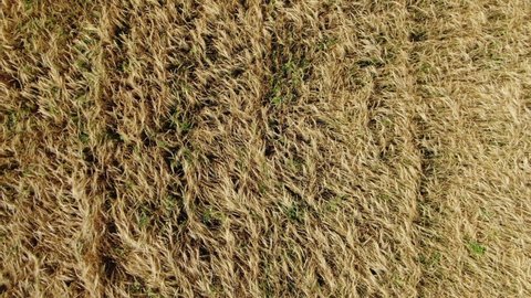 Wheat Field Ears Close Up Harvest Harvesting
