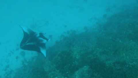 Bora Bora Manta Ray underwater video from French Polynesia Tahiti in coral reef lagoon, Pacific Ocean. Marine life, fish, Manta Rays and sharks from snorkeling and diving travel vacation cruise ship