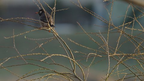 White-cheeked Starling Bird Landing On Small Leafless Branches Then Rubbing Beak Against It In Tokyo, Japan. - Close Up Shot
