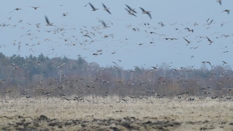 Geese flock during spring migration in early morning dusk feeding and flying on the field