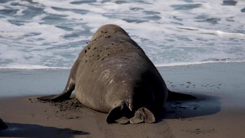 Elephant Seal Moving In California