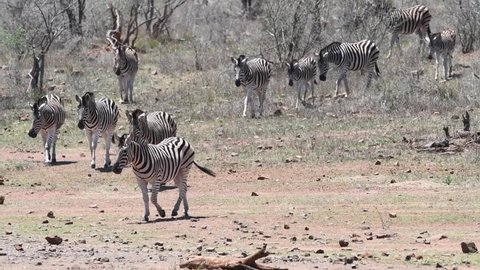 Wide shot of a herd of Burchell's zebras walking into the frame, Kruger National Park. 