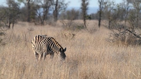 Wide shot of one Burchell's zebra looking up whilst feeding in Kruger National Park. 