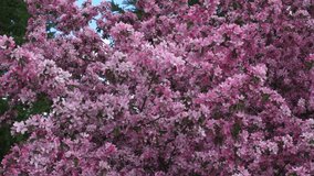 Slow motion outdoor view of a beautiful pink flowers tree. Pink flower blooms. View of summer nature. Spring in slowmo
