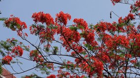 Summer flower Krishnachura (Delonix regia) or Peacock Flowers is blooming on the whole tree. Red-green flower background. 4k video.