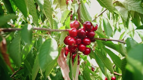Ripe cherries hanging on a cherry tree branch. Young woman collects a sweet cherry on a hot day. Picking cherries. The great harvest of mellow cherries. Organic farming. Agriculture. Horticulture.