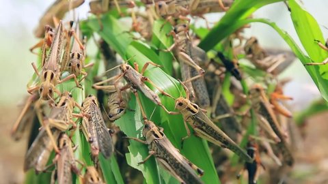 A locust plague occurring in central China. Corn leaves quickly eaten by locusts