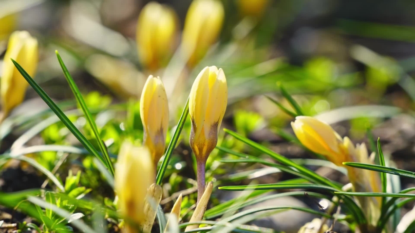 Close-up time-lapse shot of yellow crocuses slowly blooming with change of light and shadow