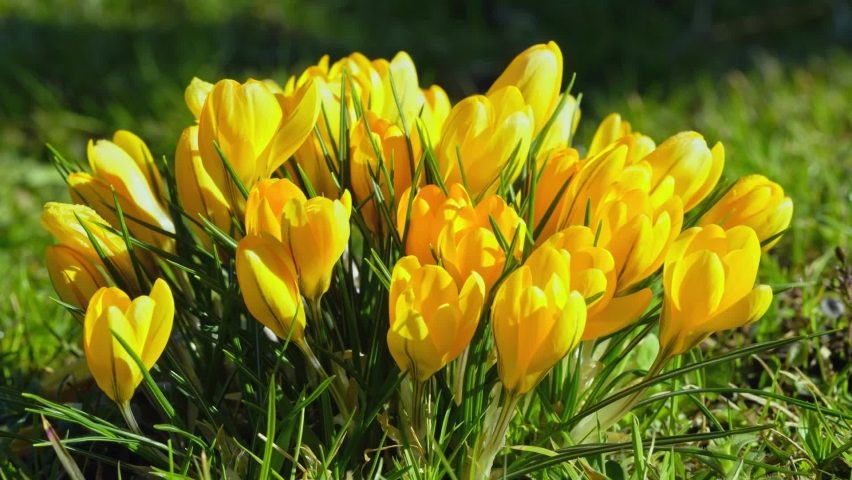 A cluster of yellow crocuses blooms amazingly! Time-lapse photography