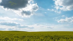 the rapid movement of clouds over a field of beautiful yellow rapeseed. time lapse 4k video. Blooming rapeseed field in an ecologically clean place. Farmland on ecological fertilizers