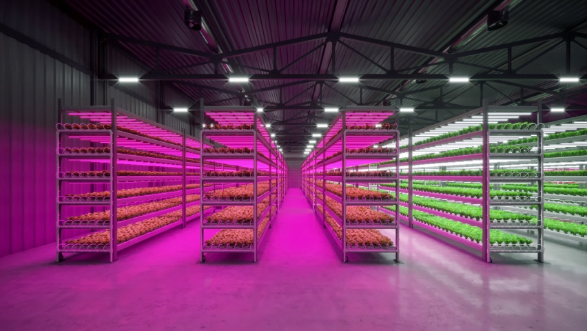 Hydroponic indoor vegetable plant factory with led lightning in exhibition space warehouse. Interior of the farm hydroponics. Green salad farm. Lettuce Roman. Concrete floor. 3D render. 4K video Royalty-Free Stock Footage #1071333751