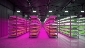 Hydroponic indoor vegetable plant factory with led lightning in exhibition space warehouse. Interior of the farm hydroponics. Green salad farm. Lettuce Roman. Concrete floor. 3D render. 4K video