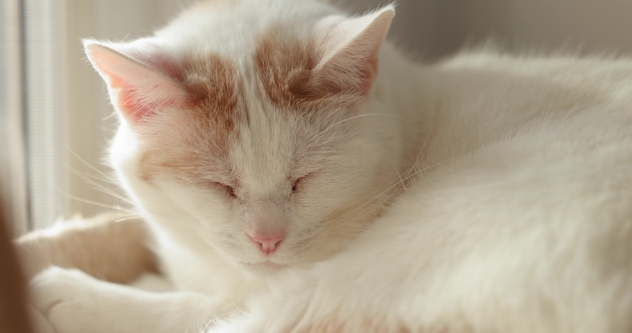 Adorable white and orange cat rests its head to nap on a cat tree in front of a window.