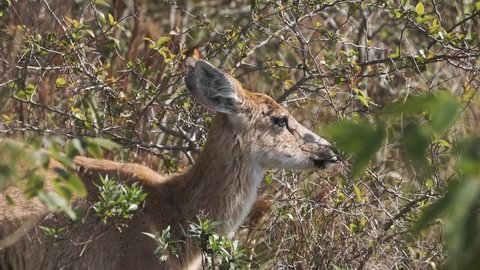 Close up of Pampas deer eating in bushes. Gimbal slomo shot