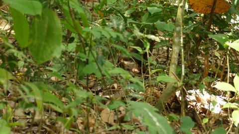 Coati walking through Central America rainforest jungle