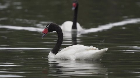 Close up of a black-necked swan couple swimming together peacefully on a pond. Slow motion.