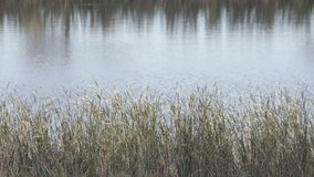 Reeds Blowing in Breeze in Front of Rippling and Reflective Pond - Powered by Shutterstock - Get 15% off with code: PIKWIZARD15