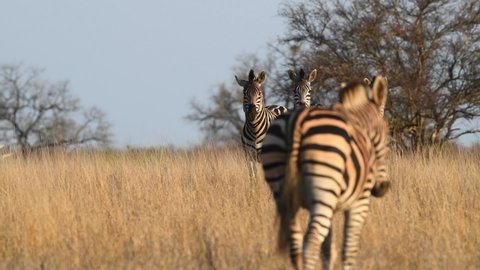 Wide shot of a Burchell's zebra walking back to the rest of the herd standing in the distance, Kruger National Park. 