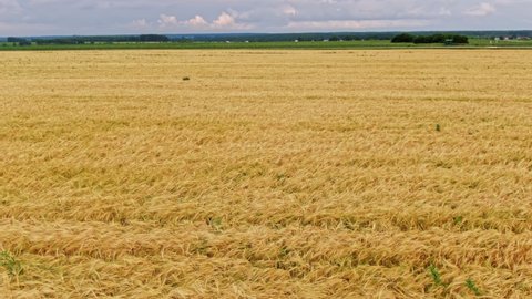 Walking Through a Yellow Wheat Field in Ryazhsk