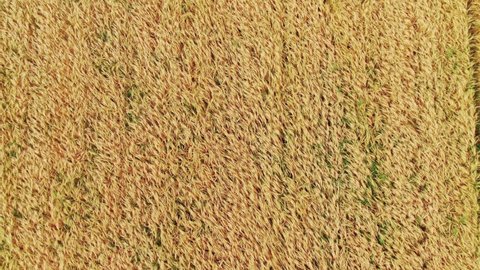 Walking Through a Yellow Wheat Field in Ryazhsk