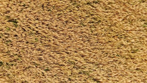 Walking Through a Golden Wheat Field in Ryazhsk